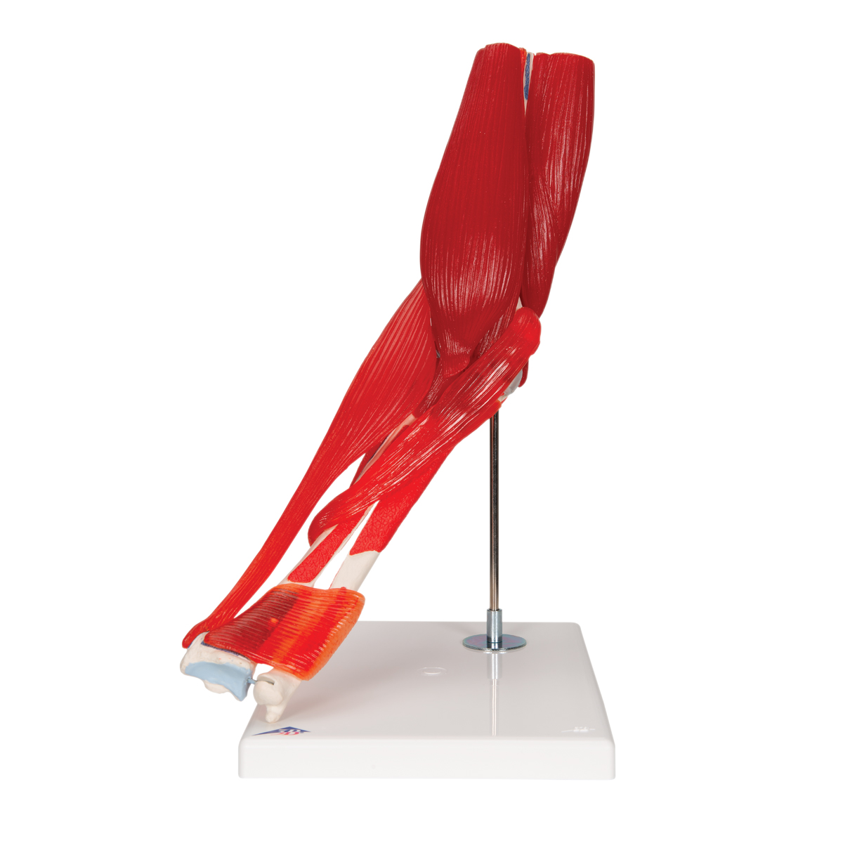 Elbow With Muscles Models